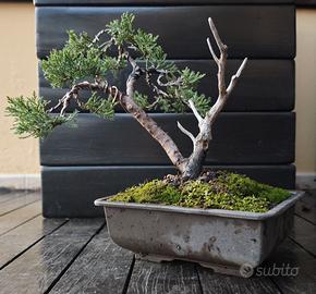 Bonsai di ginepro