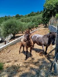 Puledro di pony