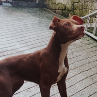 American Pitbull terrier Red nose