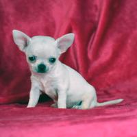 Cucciola chihuahua toy