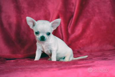 Cucciola chihuahua toy