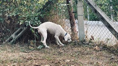 Lagotto