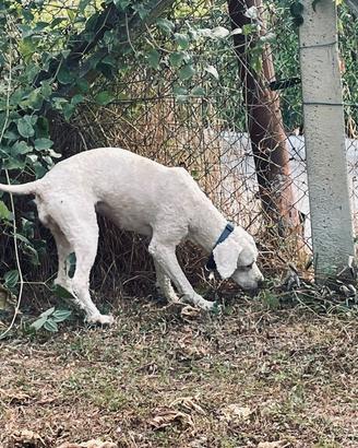 Lagotto