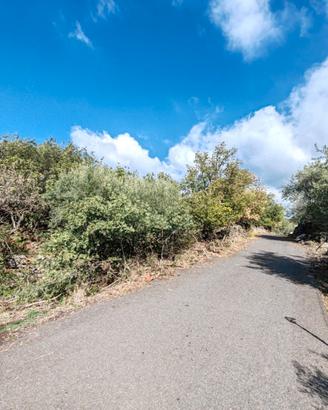 Uliveto a Ragalna con rudere