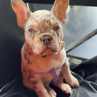Bulldog francese merle