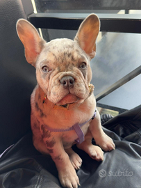 Bulldog francese merle