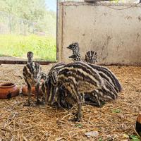 Baby emu'