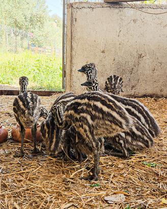 Baby emu'