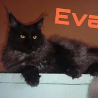 Main coon con pedrigree