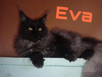 Main coon con pedrigree