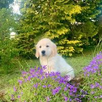 Cuccioli di golden retriever maschio