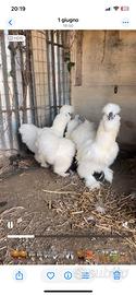 Galline Moroseta