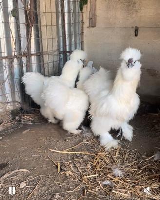Galline Moroseta