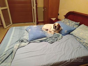 Pointer maschi