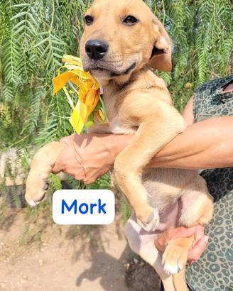 Tenero cucciolo mix retriever
