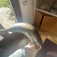 espansione gytr yz/xe/xx 125