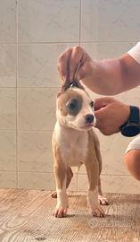 Pitbull UKC