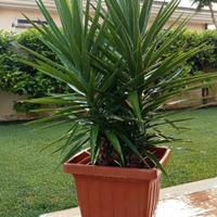 Yucca veramente Splendida 