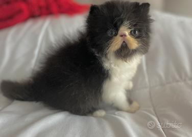 Cucciolo gatto persiano