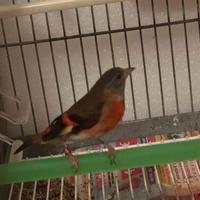 Cardinalino del Venezuela