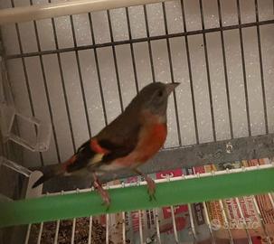 Cardinalino del Venezuela