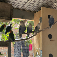 Pappagallo inseparabili