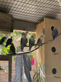 Pappagallo inseparabili