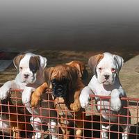 Cuccioli BOXER Femmine BIANCHE 2 mesi