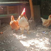 Maestose galline con gallo tipo Araucana