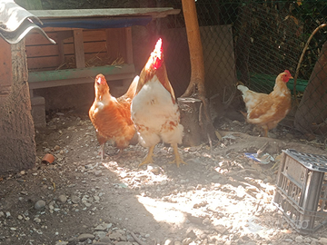 Maestose galline con gallo tipo Araucana