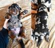 cucciolo-beauceron-maschio-arlecchino