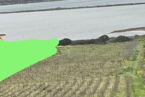 Terreno agricolo, vigneto