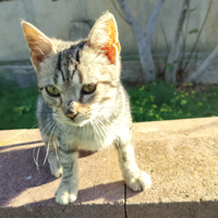 Gattina di due mesi