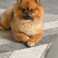 Cucciolo spitz