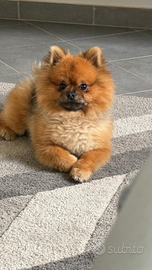 Cucciolo spitz