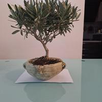Bonsai di ulivo