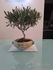 Bonsai di ulivo