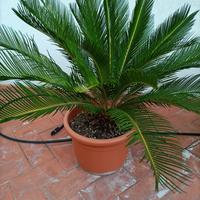 piante Cycas  