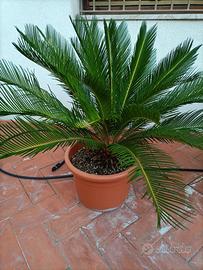piante Cycas  