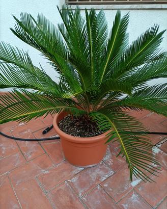 piante Cycas  