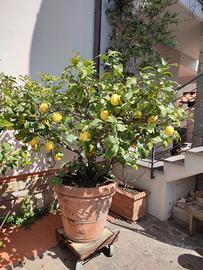limone in vaso