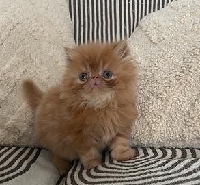 Cuccioli persiani