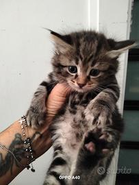 Gattini Siberiani ipoallergenici 