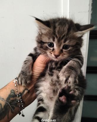Gattini Siberiani ipoallergenici 