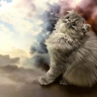 Gatto persiano tabby con pedigree