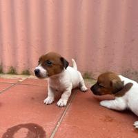 Jack russell