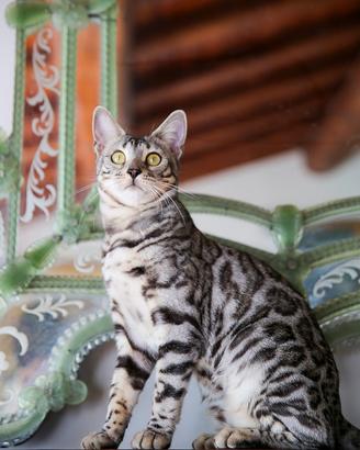 Eccezionale gatto Bengala per Monta