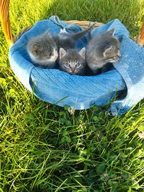 Gattini mix simil certosini