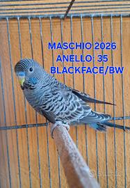 cocorite blackface e blackwing
