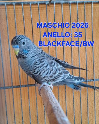 cocorite blackface e blackwing